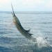 The Marlin are jumping!